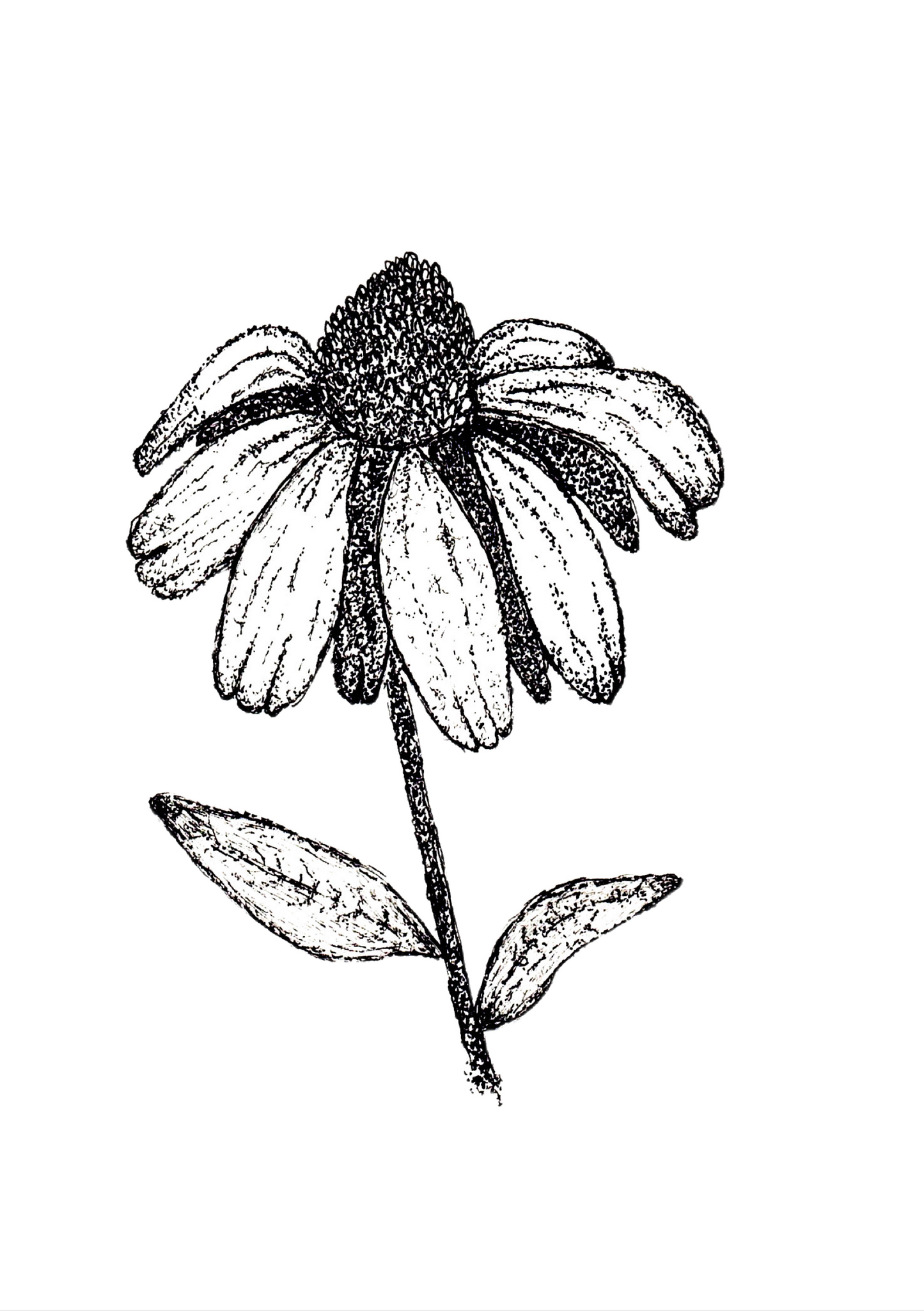 Echinacea