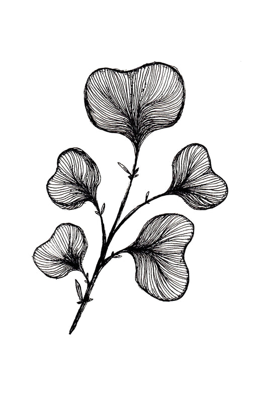 Ginkgo biloba