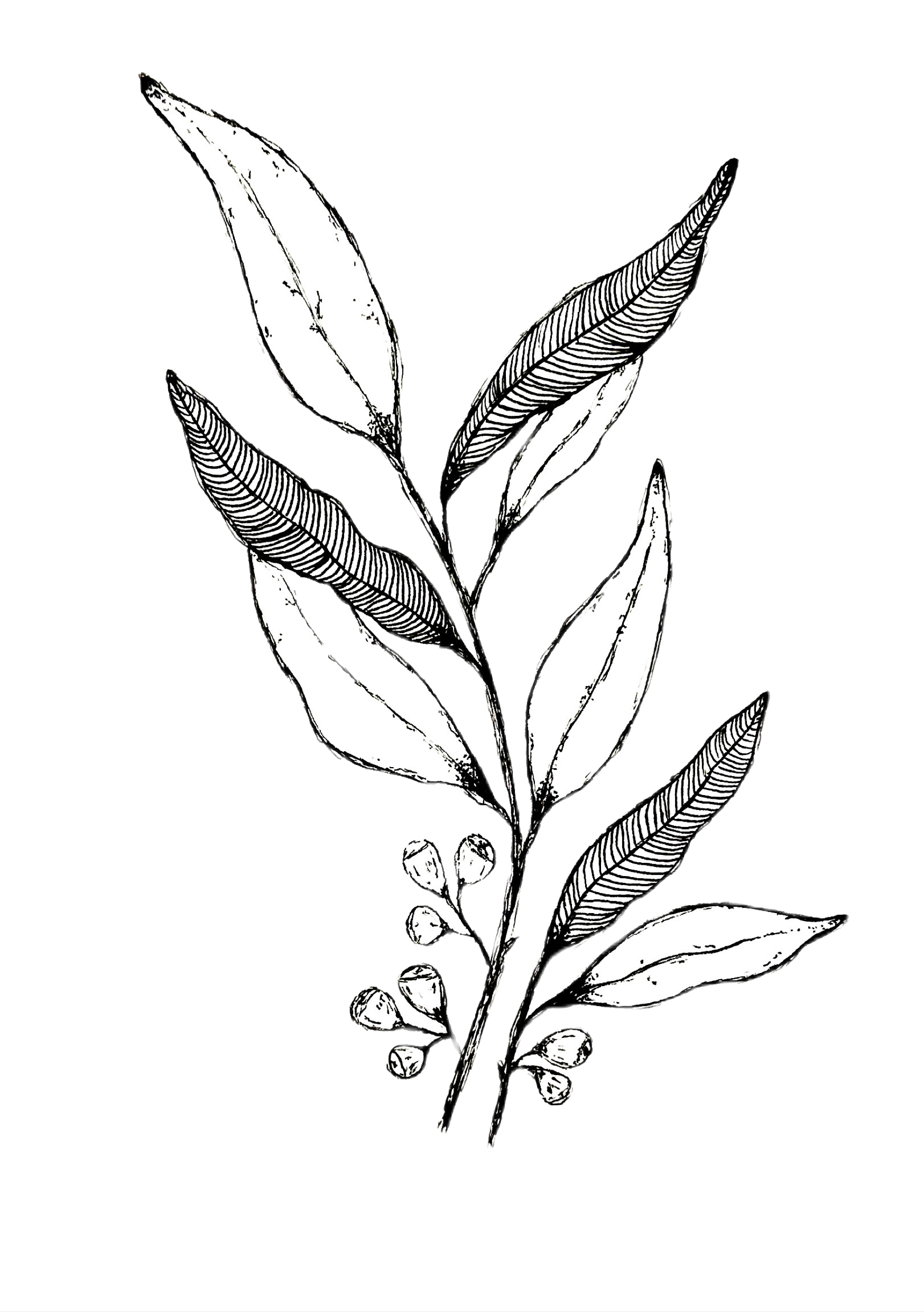 Stringybark – Wild Art