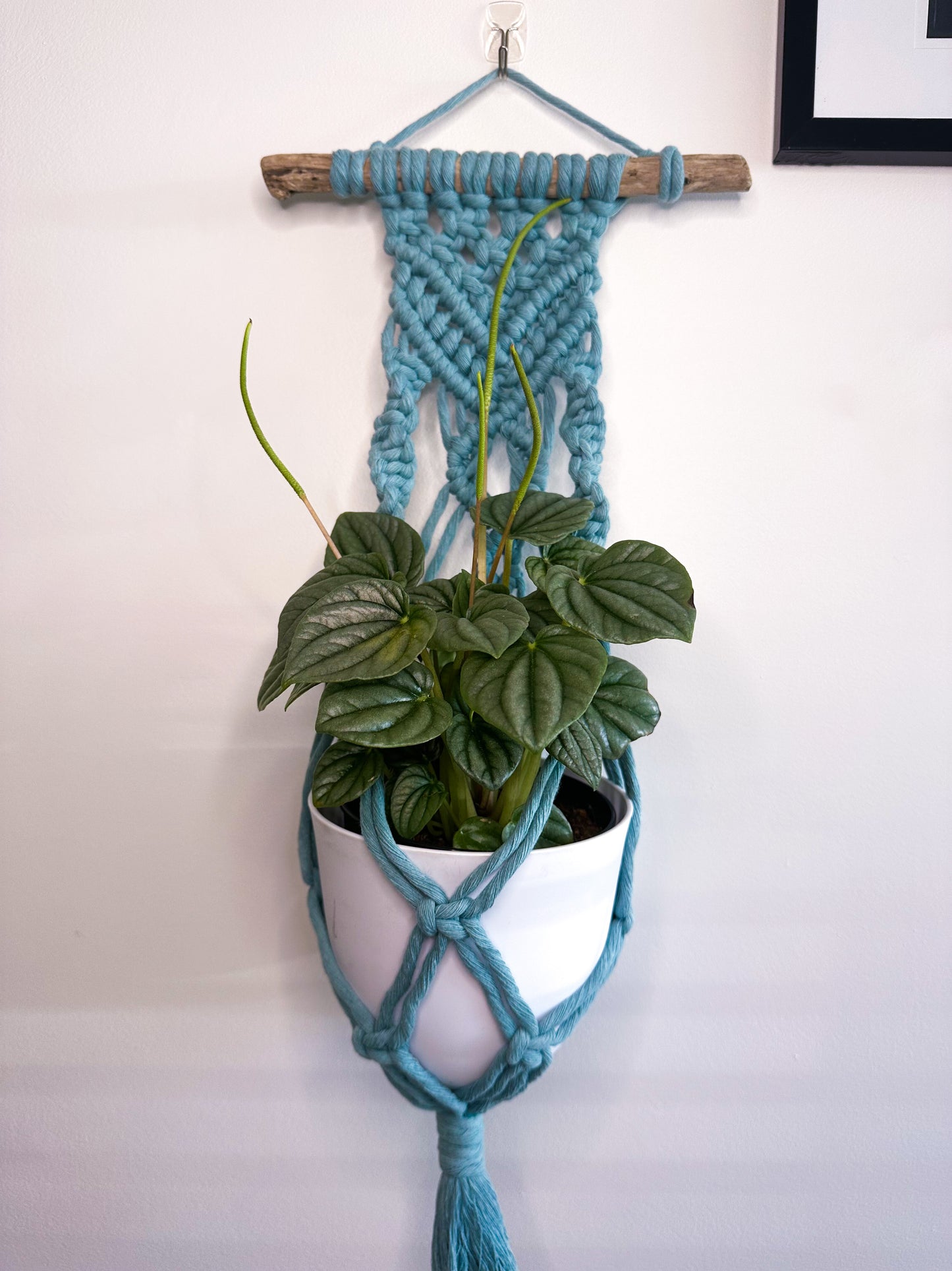 ‘Fleetwood’ Plant Hanger Small