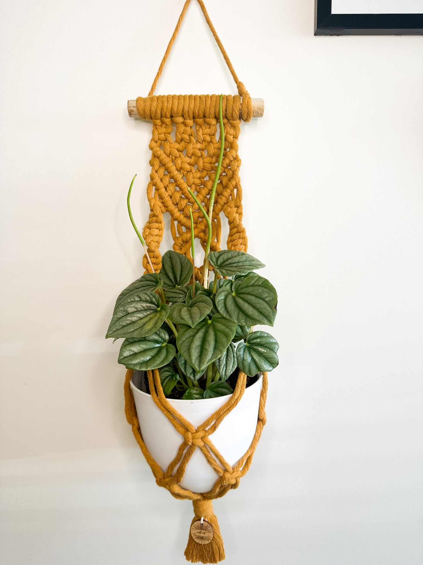 ‘Fleetwood’ Plant Hanger Small