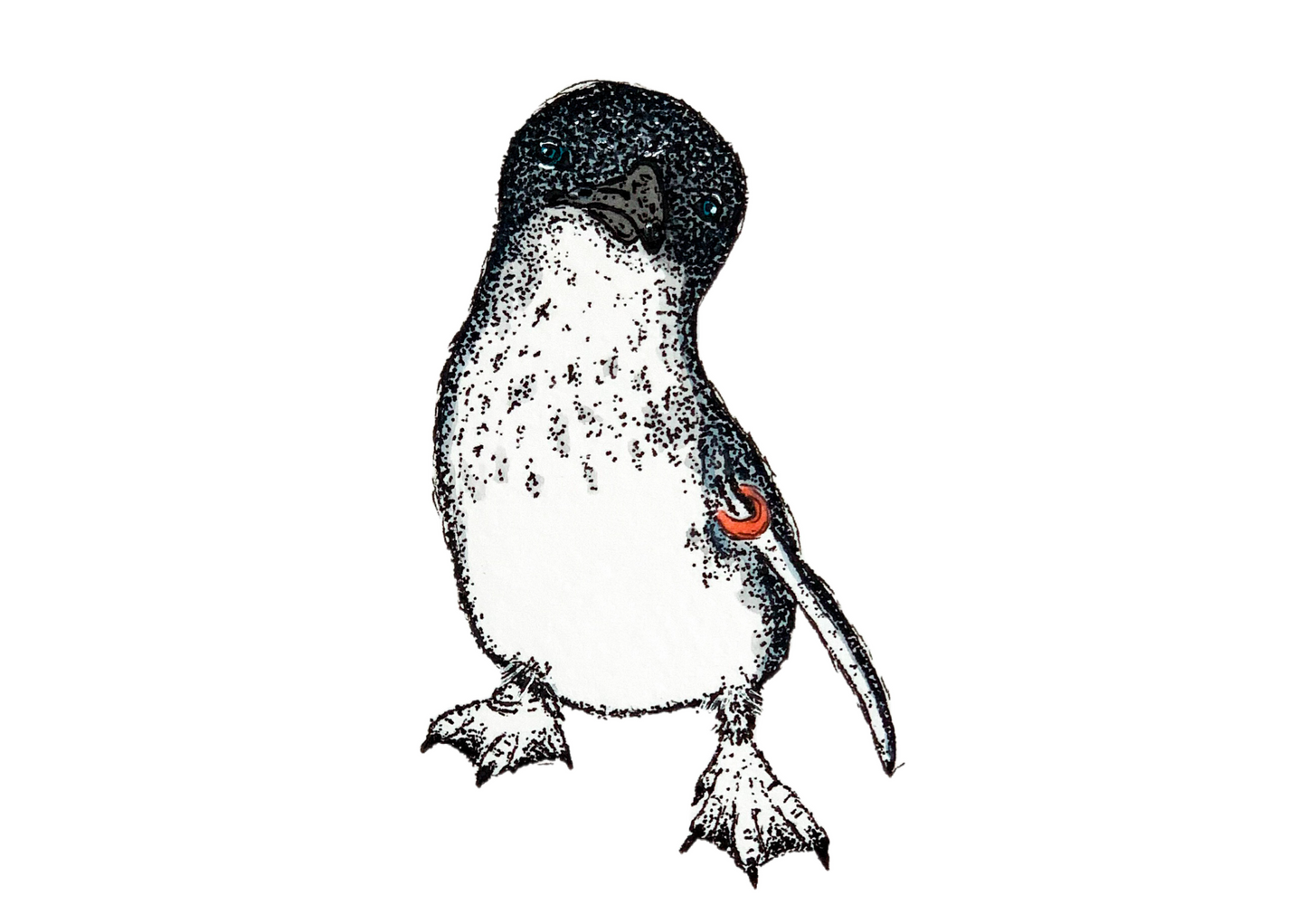 Little Penguin ‘Tahi’ Print
