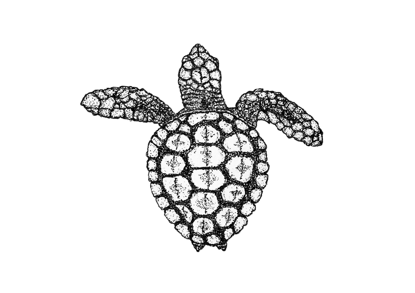 Logger Head Turtle Print